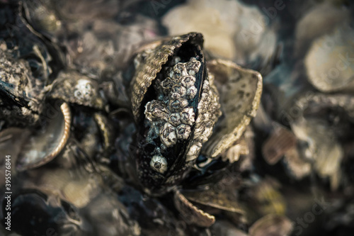 Closeup of the mussels that can be found in the tide pools around the Hilbre Islands