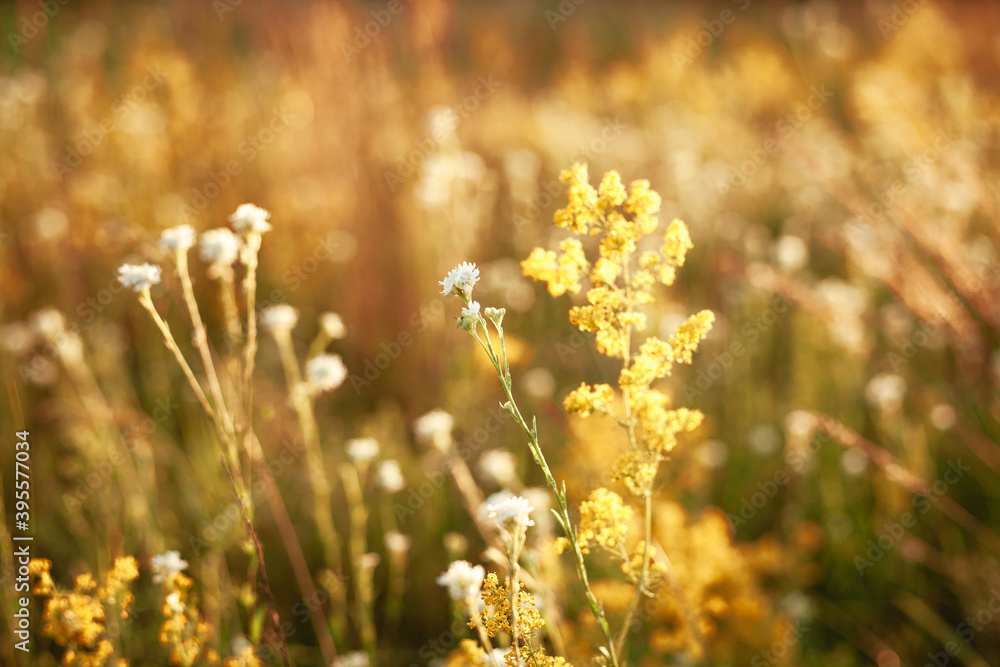 Background image of wildflowers. Golden time. Flowers at sunset.
