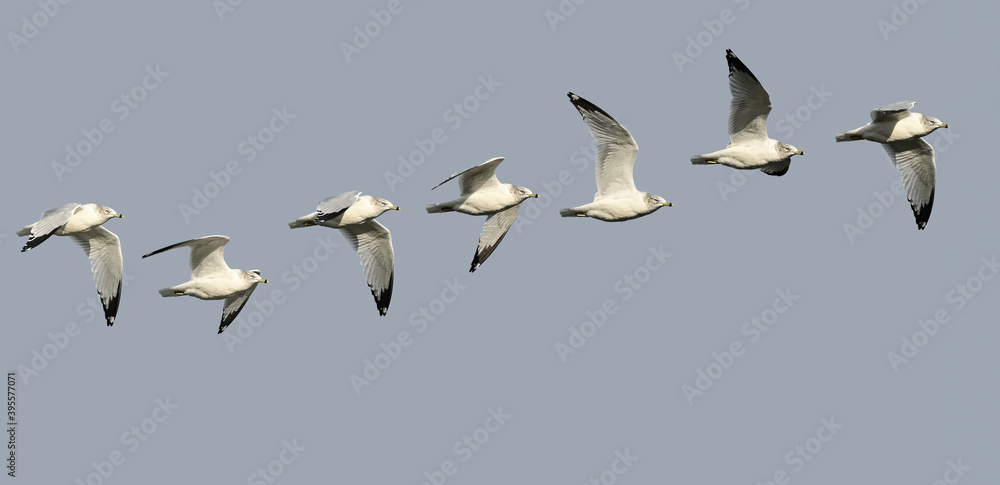 Ring-billed Gull in Flight, Composite Image of Seven Shots Ring-billed Gull in Flight, Composite Image of Seven Shots