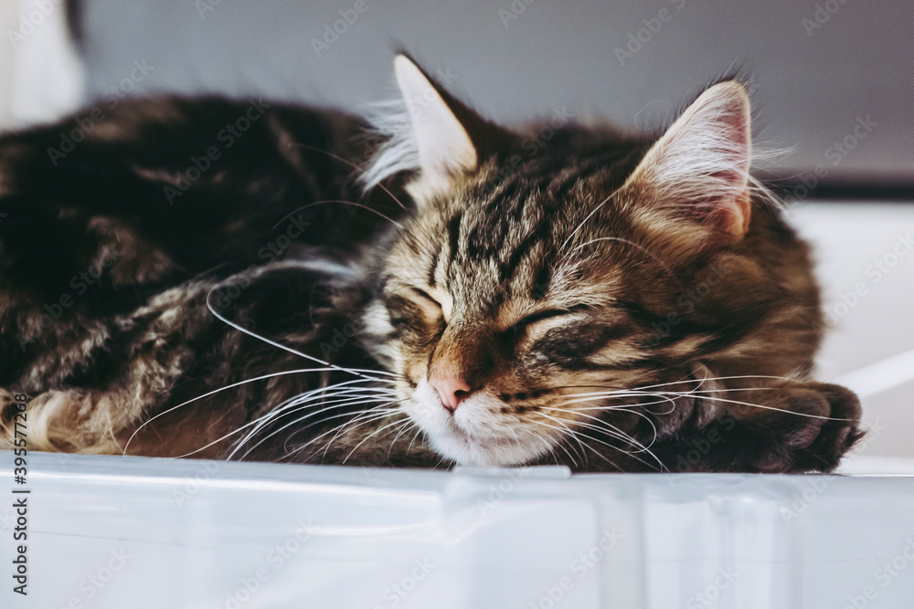 Adorable chaton tigré angora couché à la maison