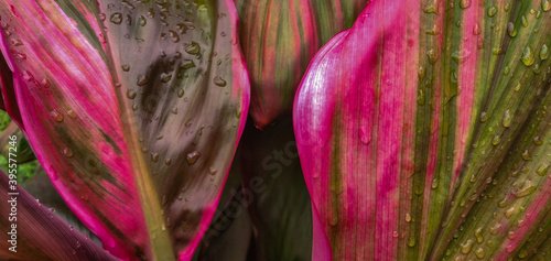 Cordyline fruticosa, Drácena, Polinesia, Palmita roja, con gotas de agua, textura photo