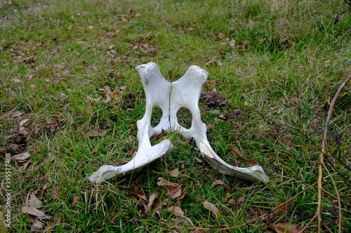 Картината върху платно cow bone maybe hip not sure