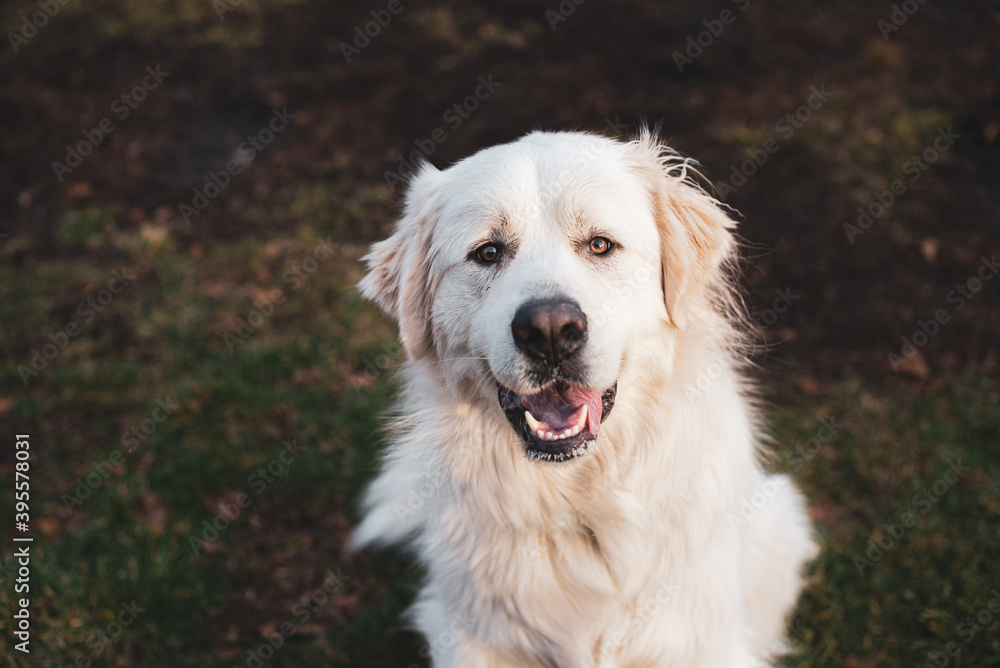 Close up on a beautiful great pyrenees mountain dog outside in autumn Close up on a beautiful great pyrenees mountain dog outside in autumn