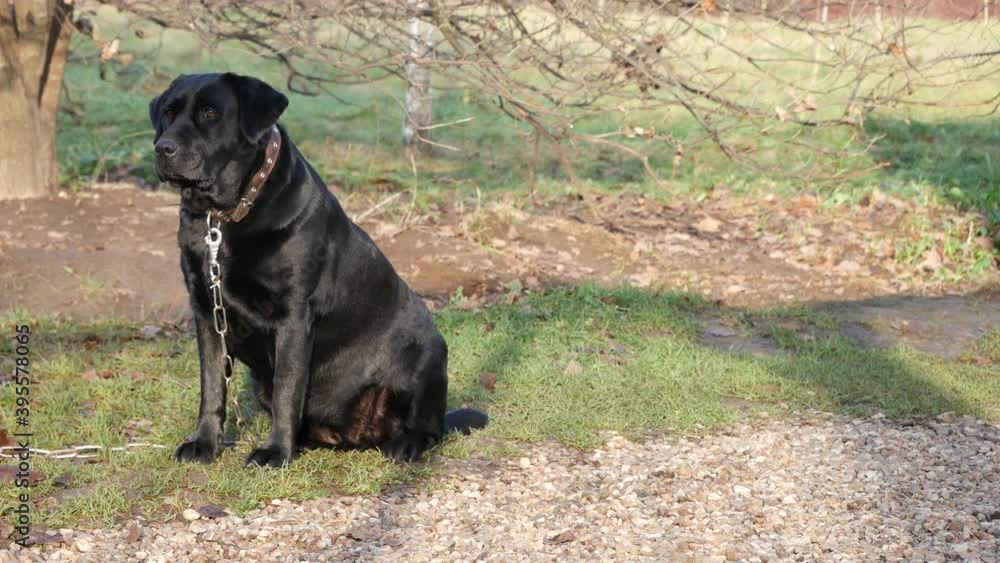 A black labrador barks on a chain. A black labrador barks on a chain.
