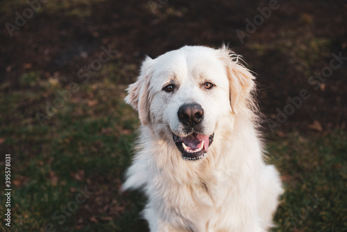 Close up on a beautiful great pyrenees mountain dog outside in autumn photo
