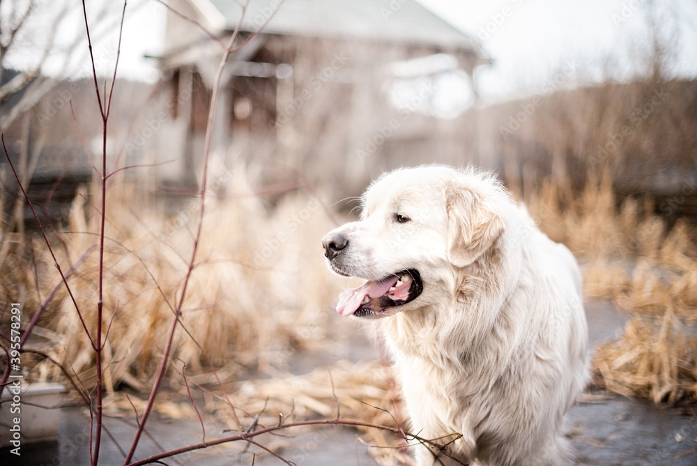Close up on a beautiful great pyrenees mountain dog outside in autumn on frozen pond Close up on a beautiful great pyrenees mountain dog outside in autumn on frozen pond