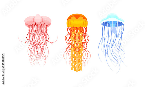 Jellyfish or Sea Jellies as Free-swimming Marine Animal Vector Set