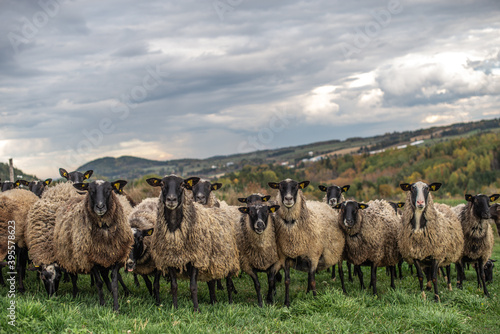Beautiful group of unshaved romanov sheep outside in autumn