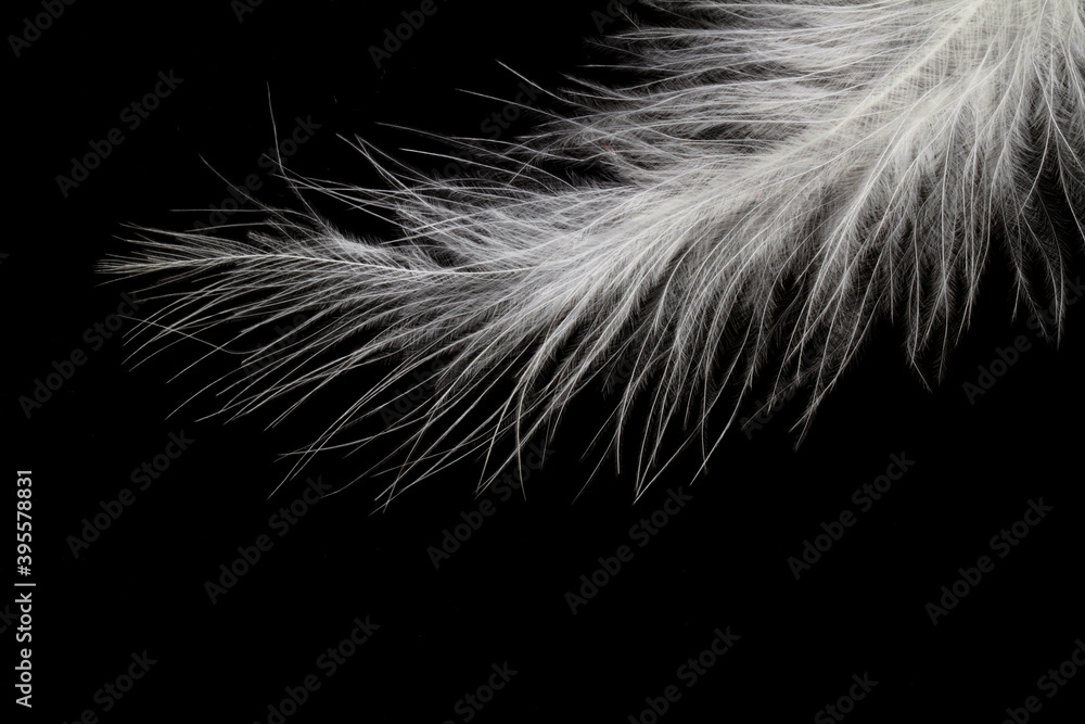 Obraz premium feather