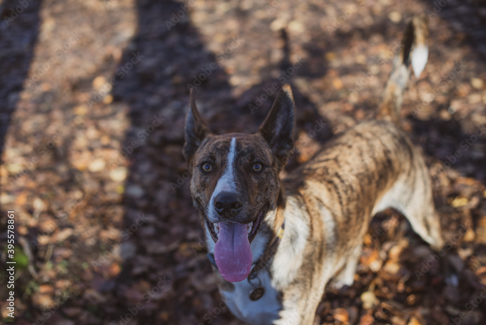 Cute dog looking toward camera with autumn tree leaves on the ground Cute dog looking toward camera with autumn tree leaves on the ground