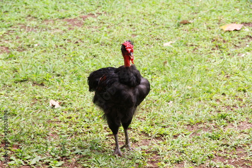 black farm hen on grass