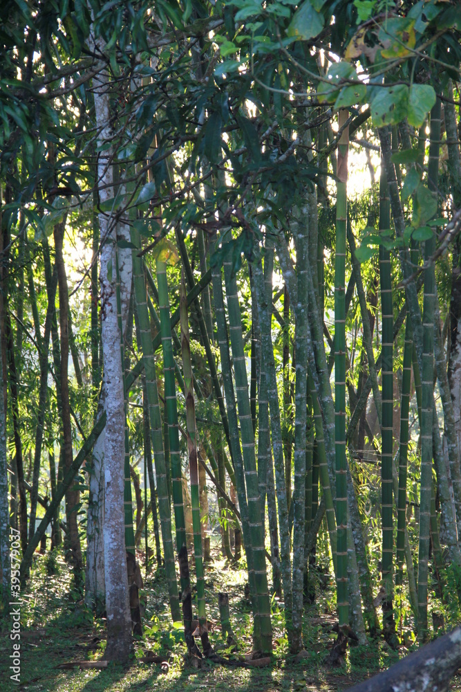 Fototapeta premium group of trees, guaduales, sun
