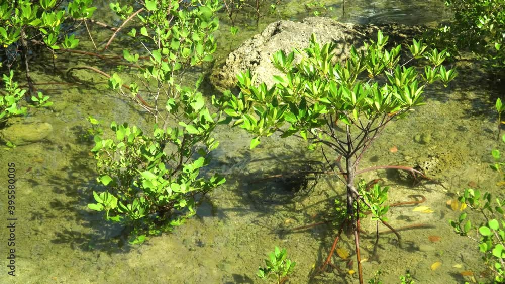 Young mangroves in the water. Mangrove trees in the water on a tropical island. An ecosystem in the Philippines, a mangrove forest. Mindanao, Philippines. Young mangroves in the water. Mangrove trees in the water on a tropical island. An ecosystem in the Philippines, a mangrove forest. Mindanao, Philippines.