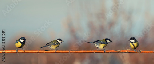 beautiful little tit birds sitting on a branch in a Sunny garden © nataba