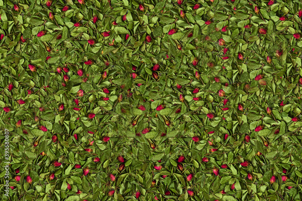 Wallpaper or background of red dried rose buds among green leaves and twigs. Nature and plants. Top view
