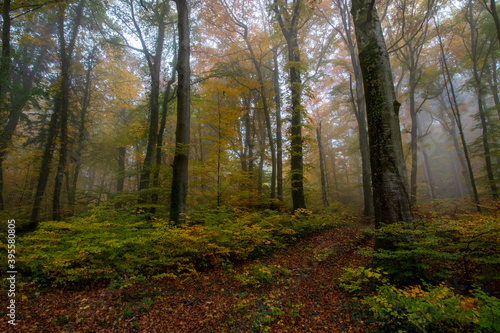 Herbstwald