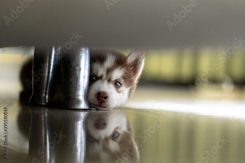 Linda cadela, cão, husky siberiano com dois meses de idade, descansando debaixo da cama photo