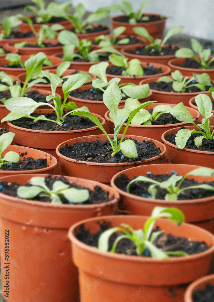 Seedlings In Plant Pots