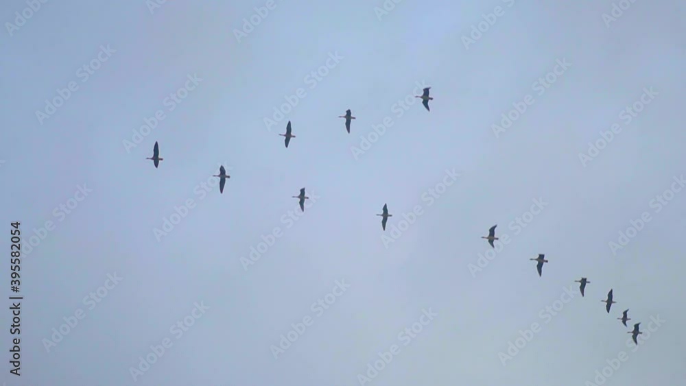 Flock Of Migratory Birds Flying In V Formation. - low angle shot Flock Of Migratory Birds Flying In V Formation. - low angle shot