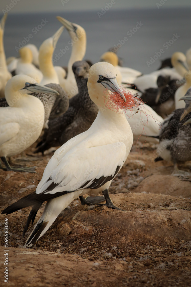 Norherns gannet with nets in its beak Norherns gannet with nets in its beak