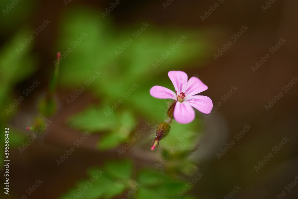 Blüte des Ruprechtskraut (Geranium robertianum) Blüte des Ruprechtskraut (Geranium robertianum)