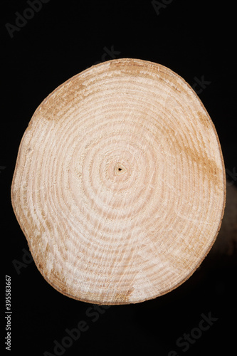 Cross section of tree trunk over black background