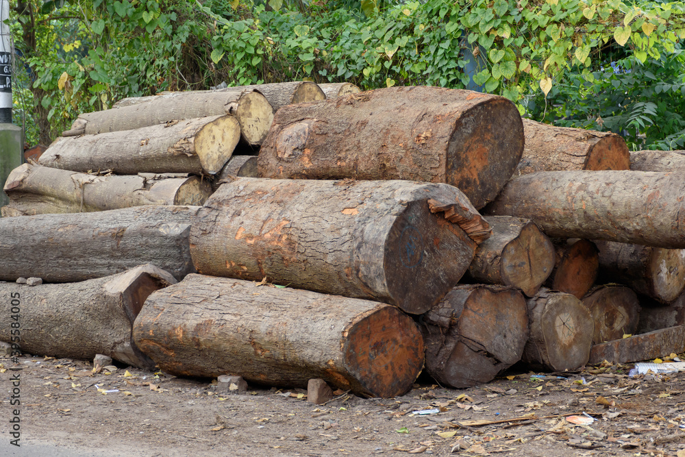 Pile or heap of cut tree trunks on the ground near a road Pile or heap of cut tree trunks on the ground near a road