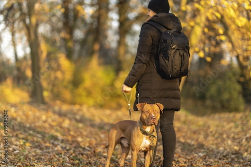A yellow dog walks outside with a woman who has a backpack in the woods in the fall
