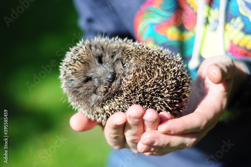 small spiny hedgehog in male hands