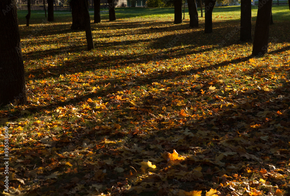 Yellow autumn bright maple leaves in the rays of the setting sun in the city park. Yellow autumn bright maple leaves in the rays of the setting sun in the city park.