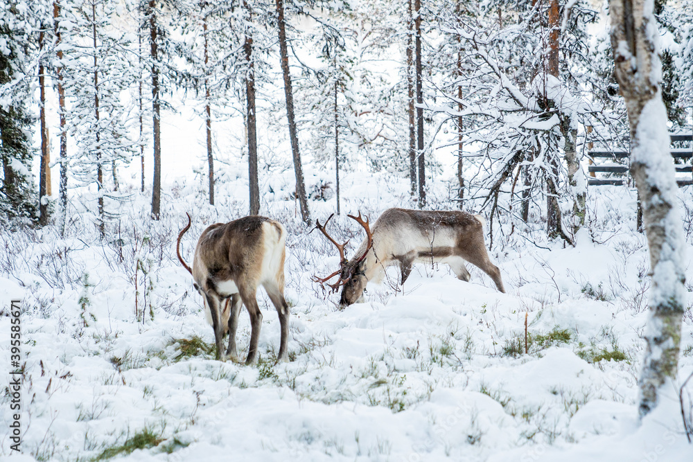 Father Christmas Reindeer in Lapland, Finland Father Christmas Reindeer in Lapland, Finland