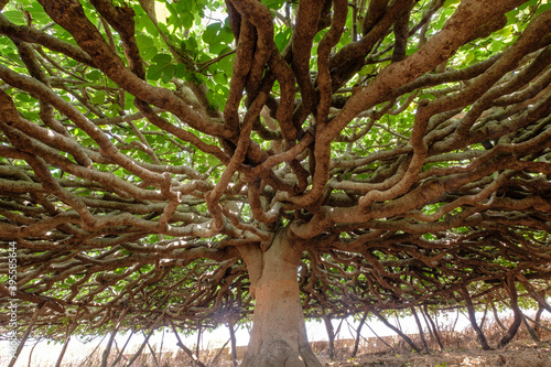 higuera  de Can Toni Mestre  catalogado como arbol singular  Formentera  balearic islands  Spain