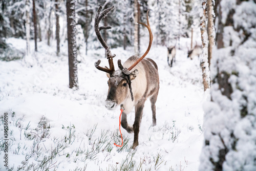 Santa's Reindeer in Lapland, Finland
