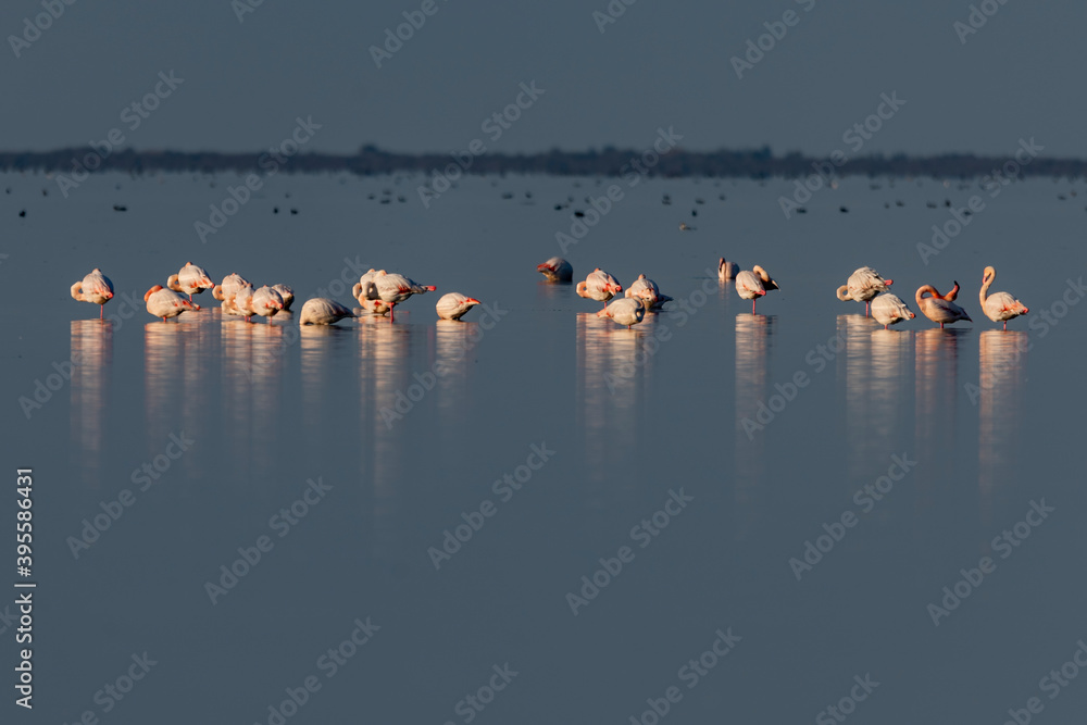 Naklejka premium hundreds of migratory birds in the miankaleh wtland area in nothern Iran