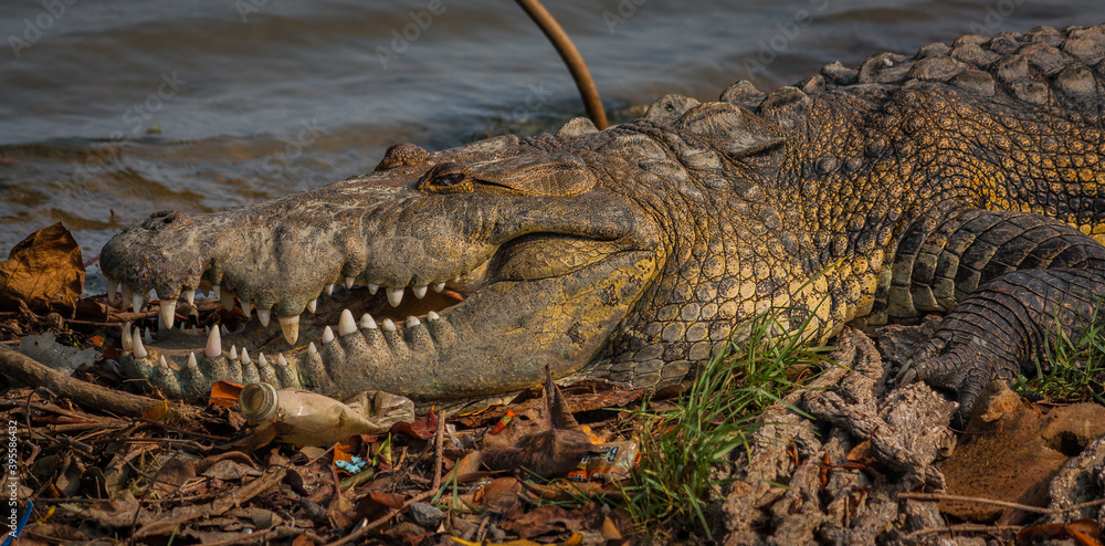 Fototapeta premium lagarto salvaje descansando y cazando en el lago