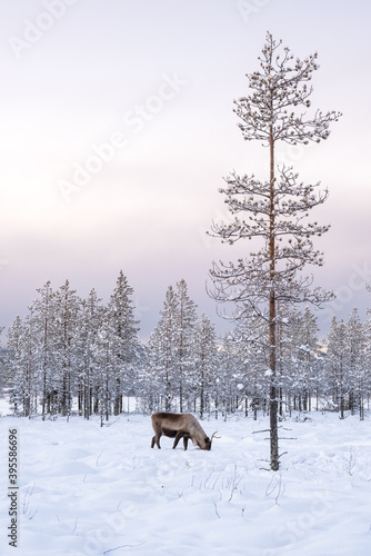 Reindeer in Lapland, Finland, next to large tree