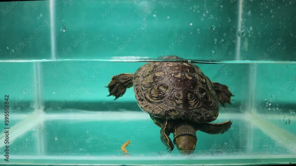 Turtle eating mealworm underwater. reptile as a pet, tortoise. reptiles