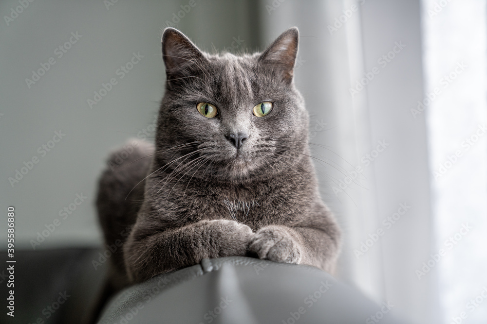 Grey cat on back of sofa portrait