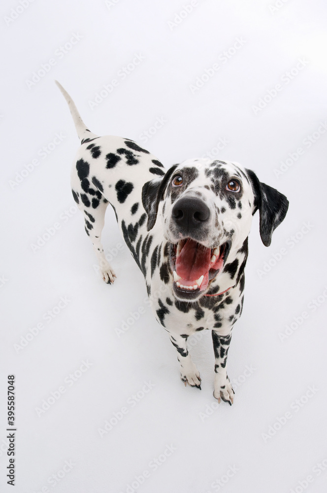 Dalmatian Looking Up With Mouth Open