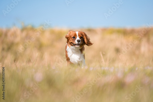 Cavalier King Charles Spaniel 