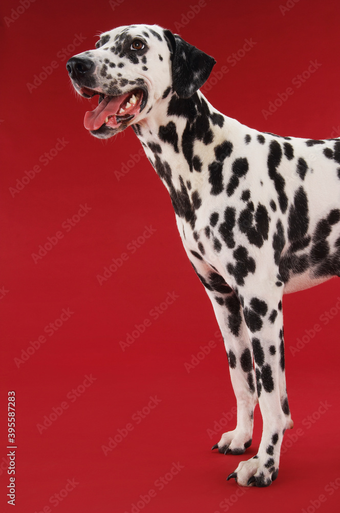 Side View Of Dalmatian Standing