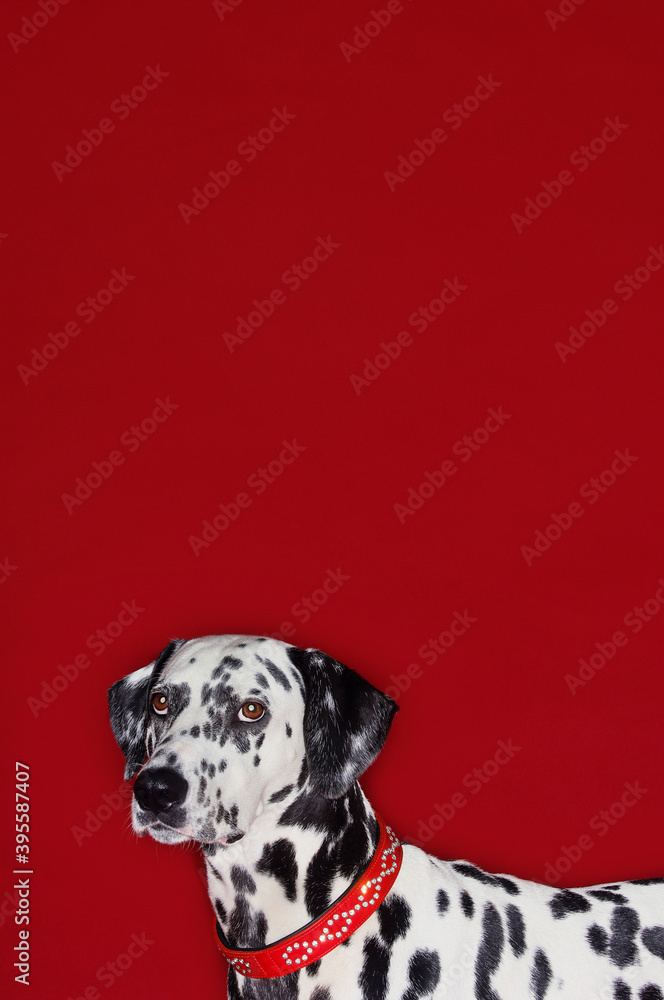Side View Portrait Of Cropped Dalmatian