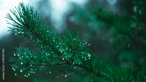 Raindrops on pine branches close-up. Soft focus, low key. Atmospheric natural photography. Tidewater green. copy space