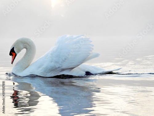 A swan defending its territory