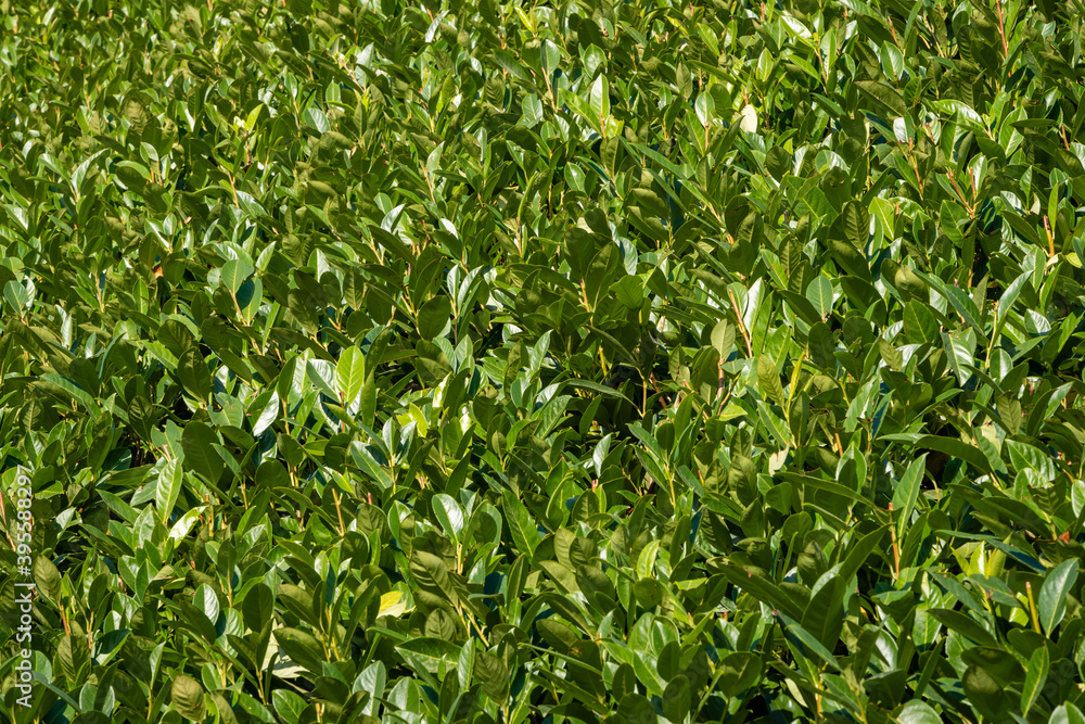 Trimmed evergreen cherry laurel (Prunus laurocerasus) bushes on an artificial hill at the entrance to the Mirror Maze recreation area. Close-up. Public landscape city park Krasnodar or Galitsky park Trimmed evergreen cherry laurel (Prunus laurocerasus) bushes on an artificial hill at the entrance to the Mirror Maze recreation area. Close-up. Public landscape city park Krasnodar or Galitsky park