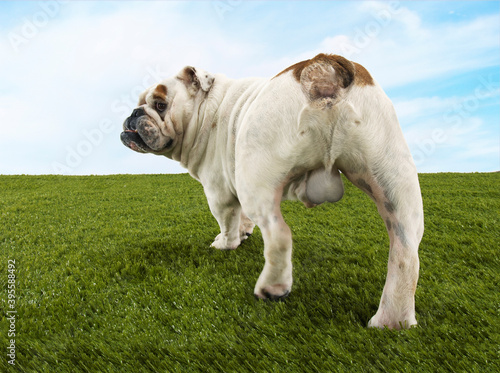 Rear View Of Male Bulldog Standing On Grass