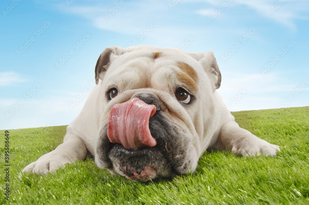 British Bulldog Licking Nose While Lying In Grass