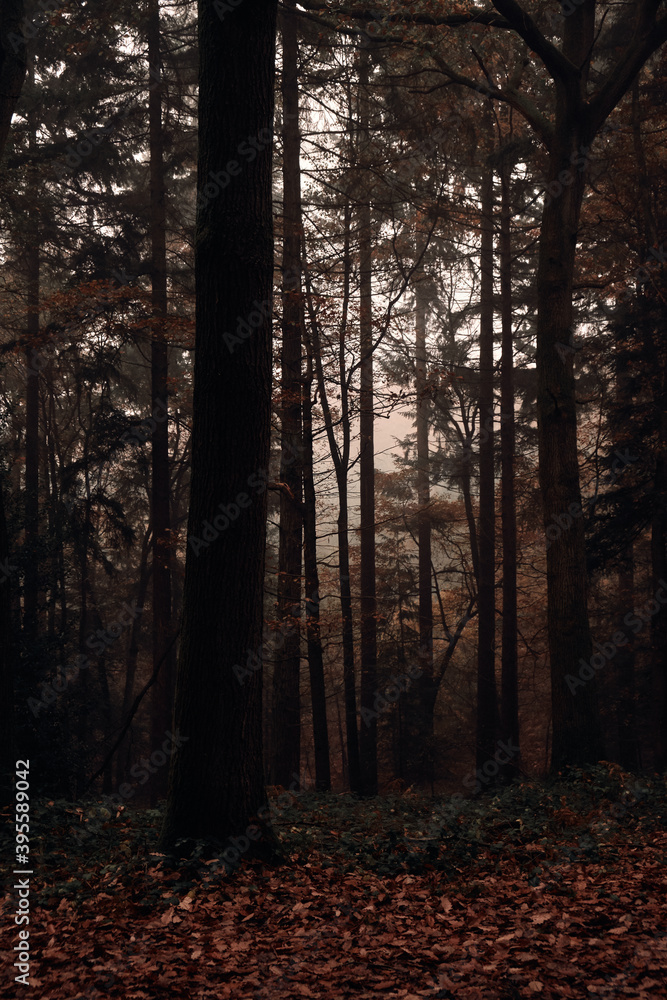 Fototapeta premium Foggy Forrest 