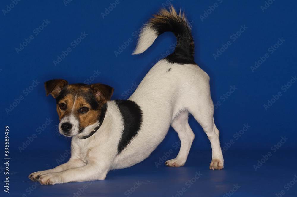 Obraz premium Jack Russell Terrier Stretching