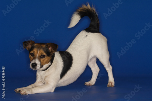 Jack Russell Terrier Stretching